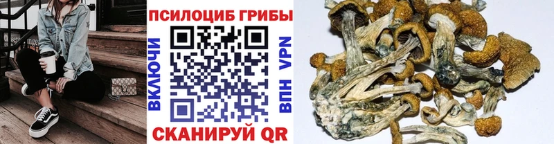 Галлюциногенные грибы Psilocybe  Данков 